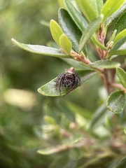 Opisthoncus polyphemus