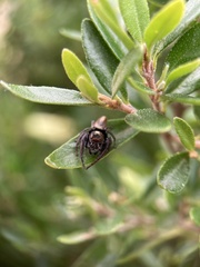 Opisthoncus polyphemus