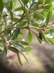 Opisthoncus polyphemus