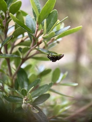 Opisthoncus polyphemus