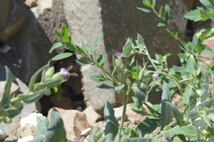 Nonea versicolor