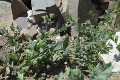 Nonea versicolor