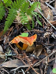 Hygrocybe laetissima