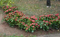 Ixora javanica