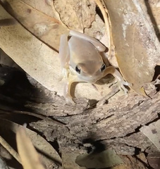 Litoria adelaidensis