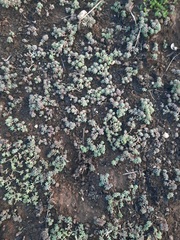 Sedum nuttallii