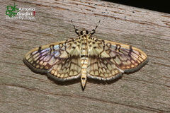 Haritalodes derogata