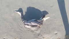 Phalacrocorax punctatus