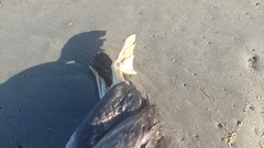 Phalacrocorax punctatus