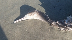 Phalacrocorax punctatus