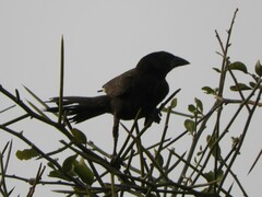 Bubalornis albirostris