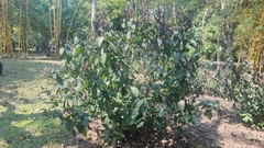 Eranthemum tetragonum