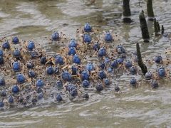 Mictyris longicarpus