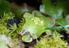 Lunularia