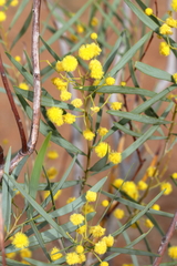 Acacia murrayana