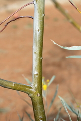 Acacia murrayana