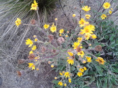 Heterotheca inuloides