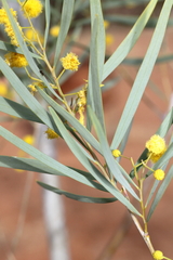 Acacia murrayana