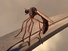 Pegesimallus claelius