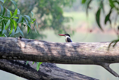 Halcyon pileata