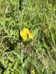 Oenothera parodiana