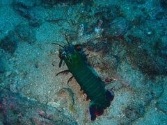 Odontodactylus scyllarus