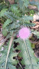 Cirsium japonicum