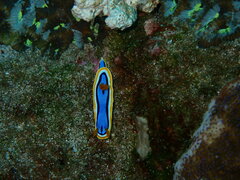Chromodoris annae