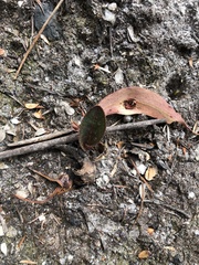 Cryptostylis