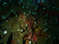 Pterois antennata