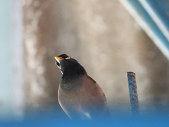 Acridotheres tristis