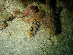 Phyllidia ocellata