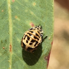 Harmonia