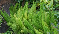 Asparagus densiflorus