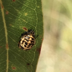 Harmonia