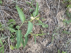 Aristolochia angustifolia