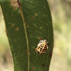 Harmonia