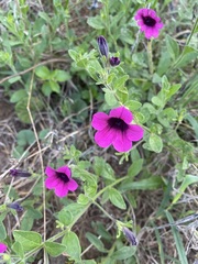 Petunia integrifolia