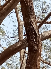 Dinopium benghalense