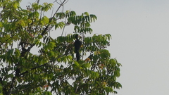 Lophoceros fasciatus