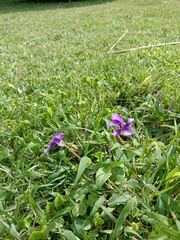 Viola confusa