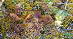 Gymnopilus fulgens