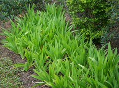 Iris domestica