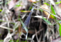 Labidiosticta vallisi