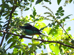 Tangara labradorides