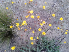 Heterotheca inuloides