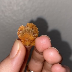 Crassadoma