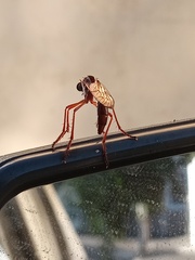 Pegesimallus claelius