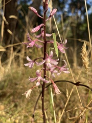 Dipodium pardalinum