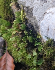 Fissidens dubius